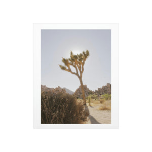 "Afternoon in Joshua Tree" Matte Poster Prints